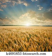 trigal, ligado, pôr do sol