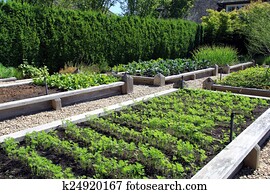 Vegetable garden Vegetable garden