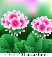 ゼラニウム ピンク ストックイメージ K Fotosearch