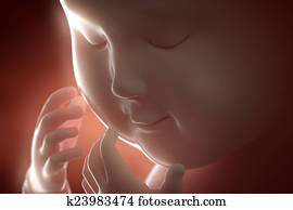 3d 4d ultrasound scan fetus pregnancy concept 3d 4d ultrasound scan fetus pregnancy concept