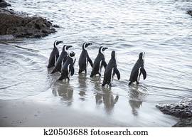 beach of the penguins