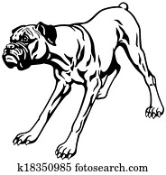 boxer dog black white boxer dog black white