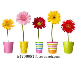 flower nature garden botany daisy bloom pot flower nature garden botany daisy bloom pot