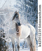 andalusian, cavalo branco, inverno, retrato