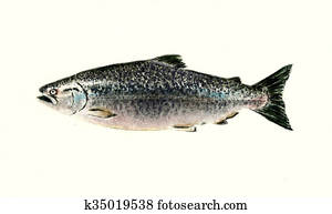 Chinook Salmon Chinook Salmon
