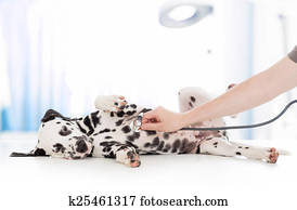 cão, exame, por, doutor veterinário, com, estetoscópio, em, clínica