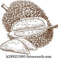 engraving durian fruit