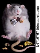 Fat Rat Fat Rat