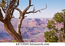 garganta grande, e, junípero, árvores