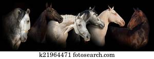 Six horse portrait banner Six horse portrait banner