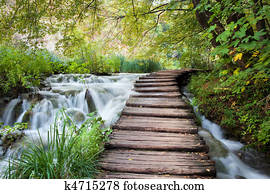 Stream in the Forest