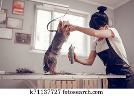 Woman standing near window while shaving little cute dog Woman standing near window while shaving little cute dog