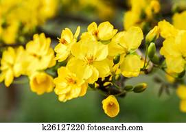 Flower Flower