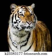 Tiger Tiger