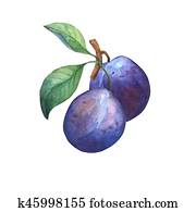 Two whole plums on branch with leaves. Two whole plums on branch with leaves.