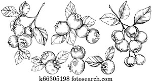 Vector Blueberry black and white engraved ink art. Berries and leaves. Isolated blueberry illustration element. Vector Blueberry black and white engraved ink art. Berries and leaves. Isolated blueberry illustration element.