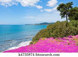 califórnia, litoral, flores