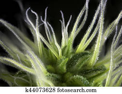 cannabis, broto, (Thousand, carvalhos, marijuana, strain), com, visível, cabelos, e, trichomes, isolado, ligado, pretas
