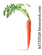 Carrot Carrot