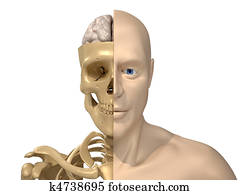 Human body, skeleton and brain