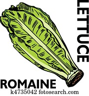 Romaine Lettuce Romaine Lettuce