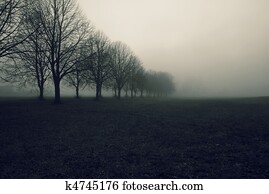 Avenue in fog