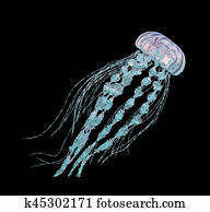 Jellyfish isolated on black background Jellyfish isolated on black background