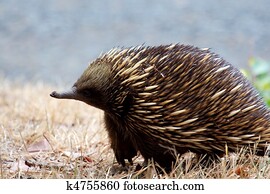 Echidna 