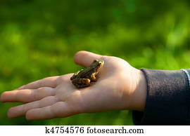 Frog Frog