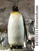 King Penguin.