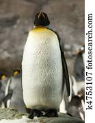 King Penguin.