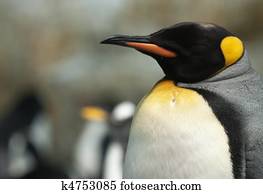 King Penguin.
