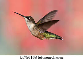 Ruby-throated Hummingbird In Flight Ruby-throated Hummingbird In Flight