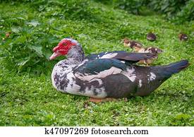 big muscovy duck big muscovy duck