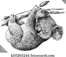 black and white engrave isolated Koala vector illustration black and white engrave isolated Koala vector illustration