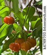 Brazilian Cherry (Pitanga) on Tree