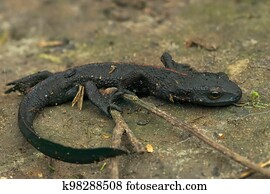 Closeup on an adult thin and starved black Chinese warty newt, Paramesotriton chinensis found in the pet-trade