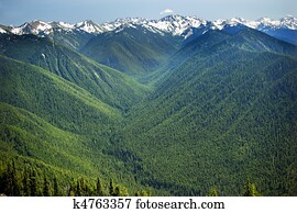 Green Valleys Evergreens, Snow Mountains Hurricaine Ridge Olympic National Park Washington State Pacific Northwest  Ridge Line