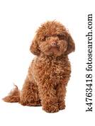 marrom, brinquedo, poodle