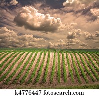 Farm Farm