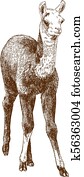 gravura, desenho, ilustração, de, lhama, filhote, ou, alpaca, ou, guanaco, bebê