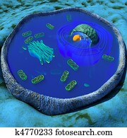 human cell human cell