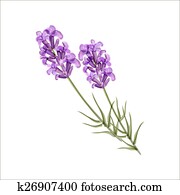 Lavender. Herb flower. Vector illustration Lavender. Herb flower. Vector illustration