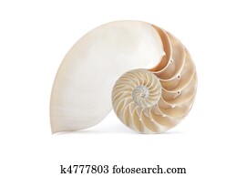 Nautilus shell and famous geometric pattern