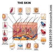 Skin anatomy Skin anatomy