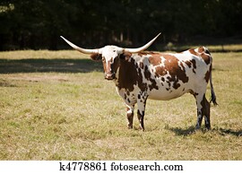 Texas Longhorn Cow in Meadow Texas Longhorn Cow in Meadow