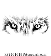beautiful Wolf face beautiful Wolf face