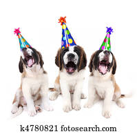 cantando, bernard santo, filhotes cachorro, com, partido aniversário, chapéus