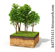 Eco concept. Cross section of ground with tall trees isolated on white. 3d illustration