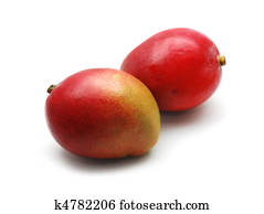mango mango